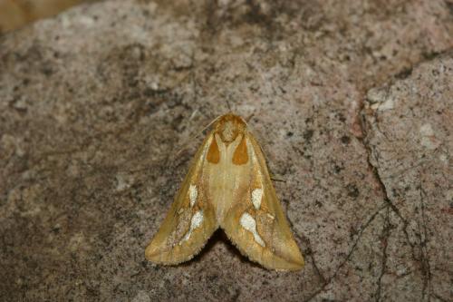Axia napoleona