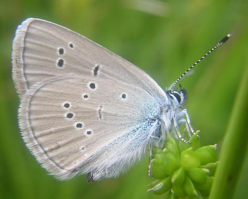 photo de papillon