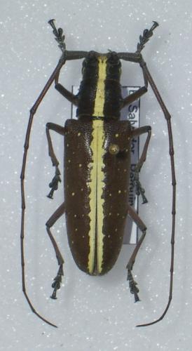 Taeniotes scalaris