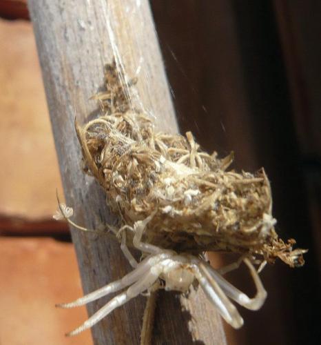 Thomisus sp.