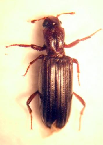 Ogmoderes angusticollis