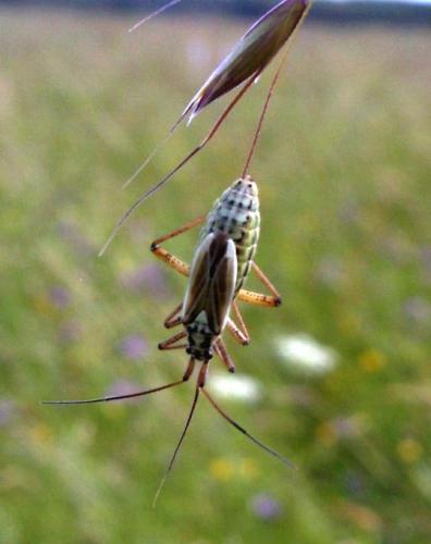 Leptopterna dolabrata