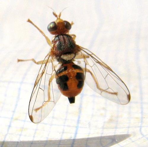 Bactrocera oleae