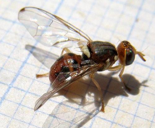 Réf. 23 797 : Bactrocera oleae