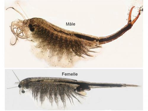 Branchipus schaefferi