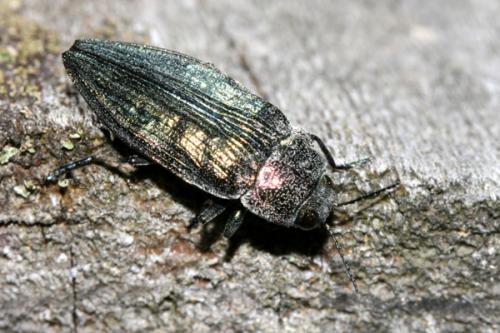 Réf. 23 109 : Buprestis rustica