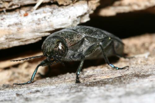 Réf. 23 110 : Buprestis rustica