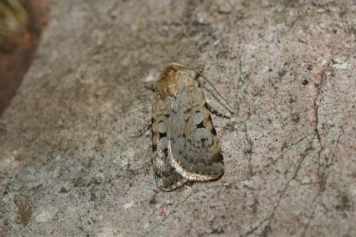 Chersotis cyrnea