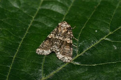 Réf. 23 945 : Craniophora pontica