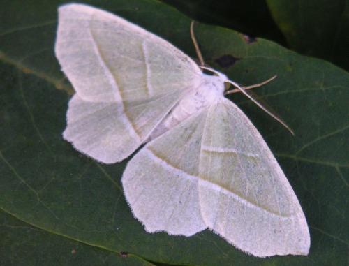Campaea margaritaria