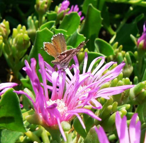 Réf. 23 489 : Cacyreus marshalli