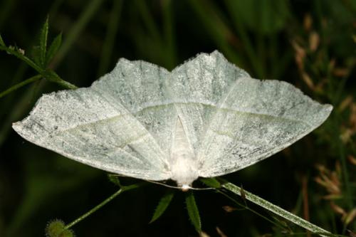 Campaea margaritaria