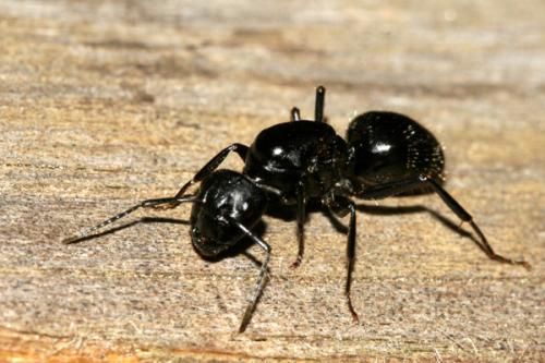 Réf. 23 012 : Camponotus vagus