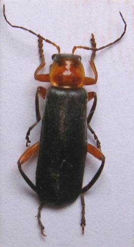 Cantharis pellucida