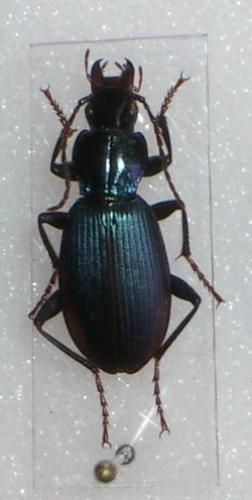 Laemostenus janthinus