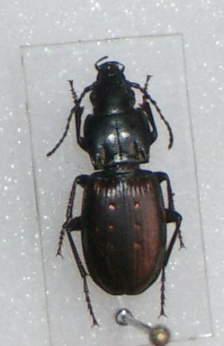 Pterostichus bicolor