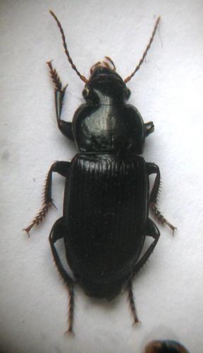 Réf. 23 550 : Harpalus rufipalpis