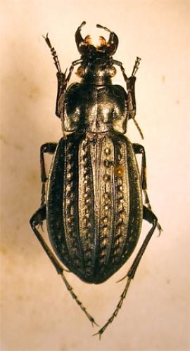 Carabus clatratus