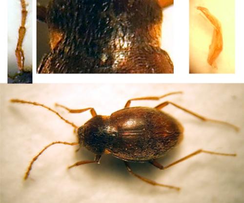 Réf. 23 649 : Troglophyes gavoyi