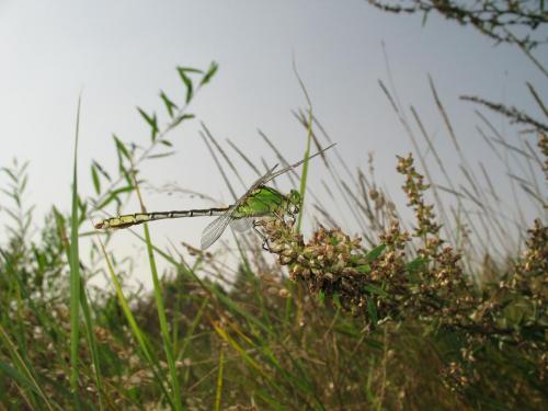 Réf. 23 695 : Ophiogomphus cecilia