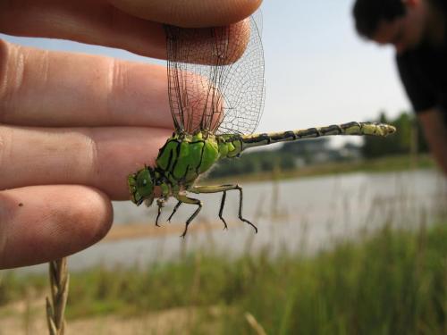 Ophiogomphus cecilia