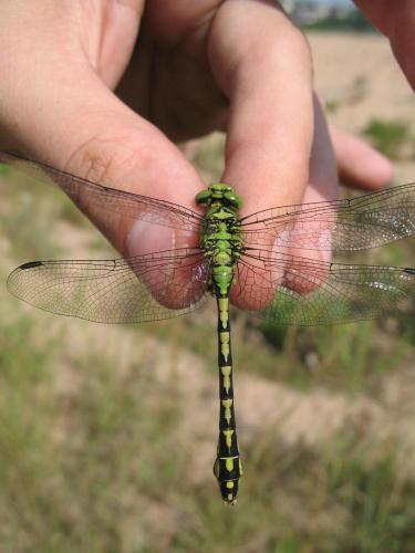 Réf. 23 742 : Ophiogomphus cecilia