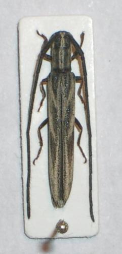 Aerenicopsis championi