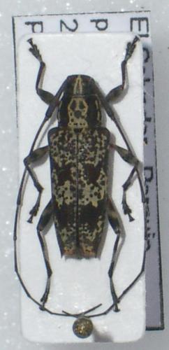 Colobothea ramosa