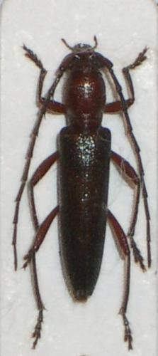 Réf. 23 998 : Nephalioides rutilus