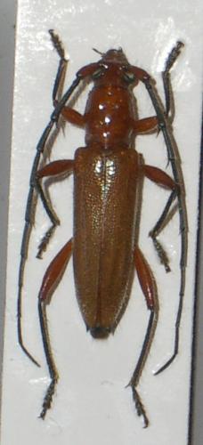 Nephalioides nigriventris