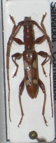 Neocompsa giesberti