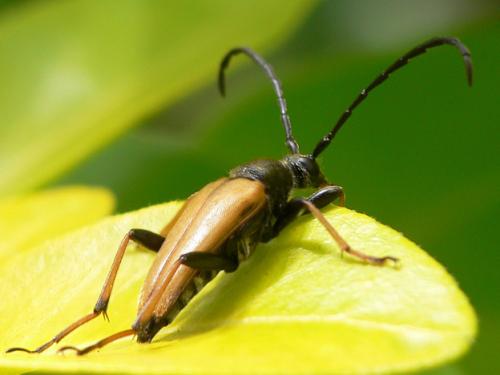 Réf. 23 745 : Stictoleptura rubra