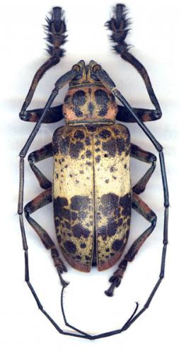 Réf. 23 365 : Ceroplesis adusta
