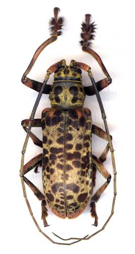 Ceroplesis blairi