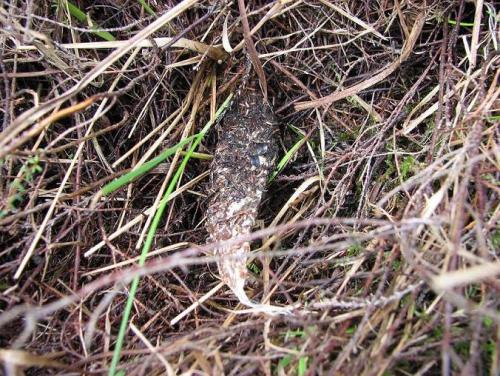 Atypus affinis