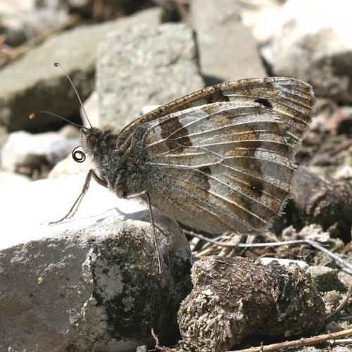 Chazara briseis