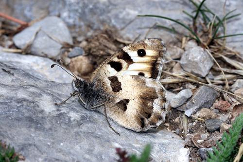 Chazara briseis