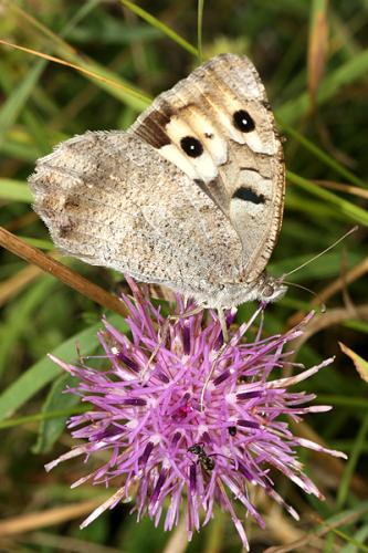 Chazara briseis