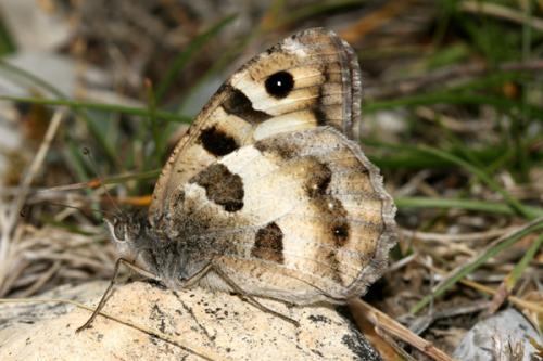 Chazara briseis