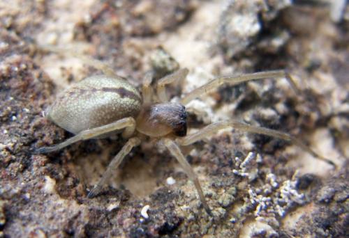 Réf. 23 355 : Cheiracanthium pelasgicum