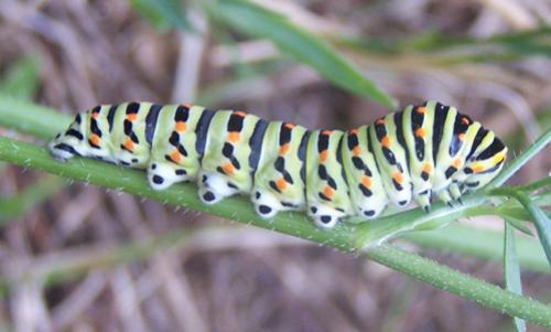 Papilio machaon
