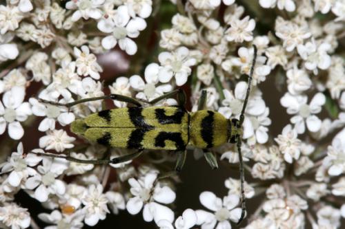 Réf. 23 108 : Chlorophorus varius
