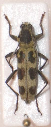 Réf. 23 358 : Chlorophorus herbstii
