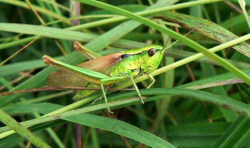 Réf. 23 009 : Euthystira brachyptera