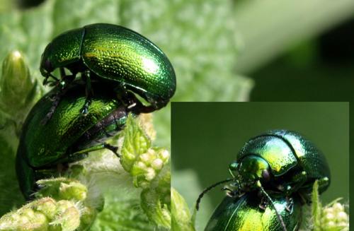 Chrysolina herbacea