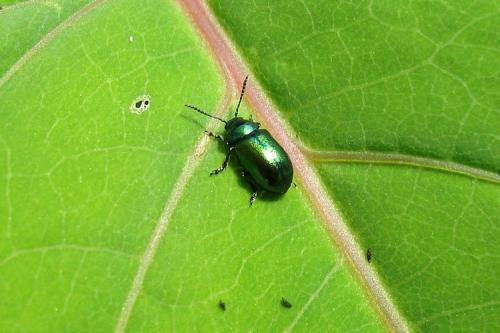 Gastrophysa viridula