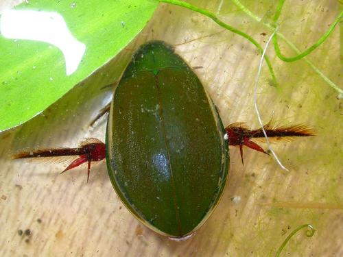 Cybister lateralimarginalis