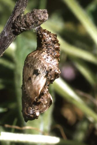 Boloria titania