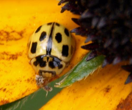 Propylea quatuordecimpunctata