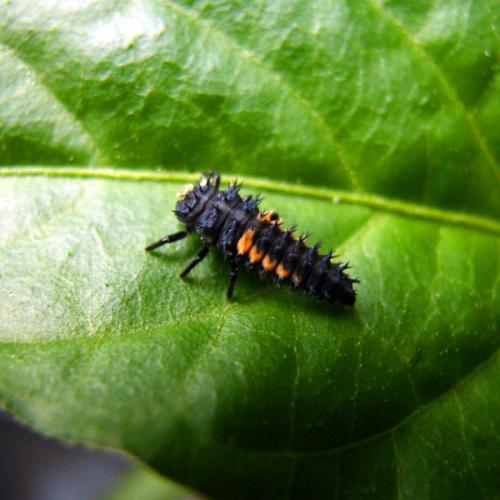 Harmonia axyridis